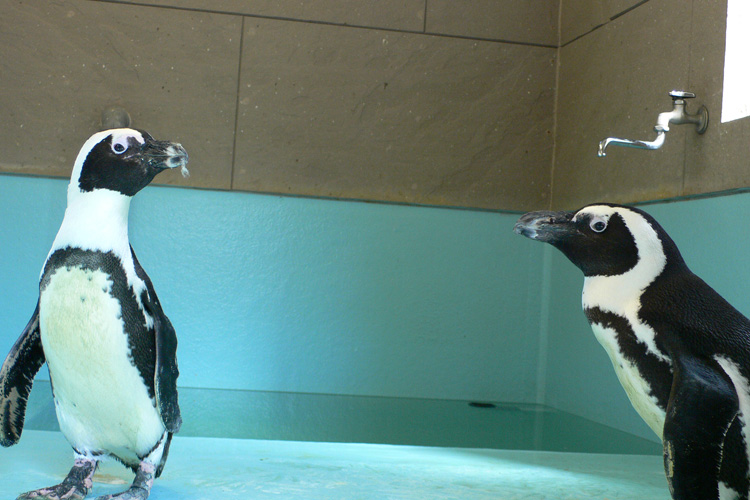 兵庫県三木市バランタインのペンギンについて カフェ スイーツ バランタイン