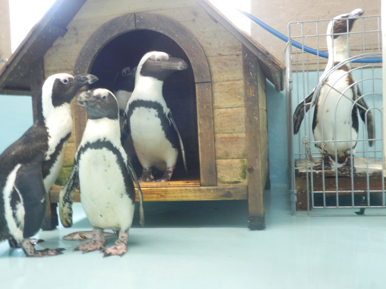 兵庫県三木市バランタインのペンギンについて カフェ スイーツ バランタイン