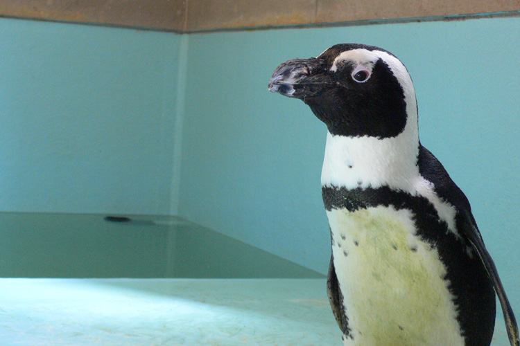 兵庫県三木市バランタインのペンギンについて カフェ スイーツ バランタイン