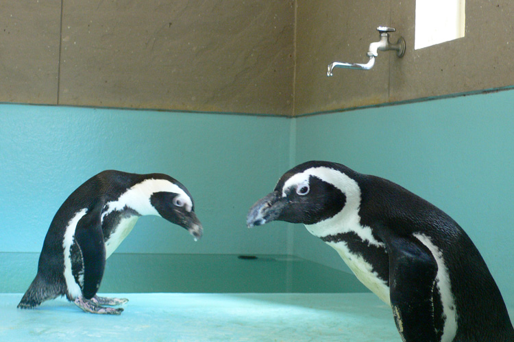 兵庫県三木市バランタインのペンギンについて カフェ スイーツ バランタイン